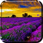 Logo of Lavender Live Wallpaper android Application 