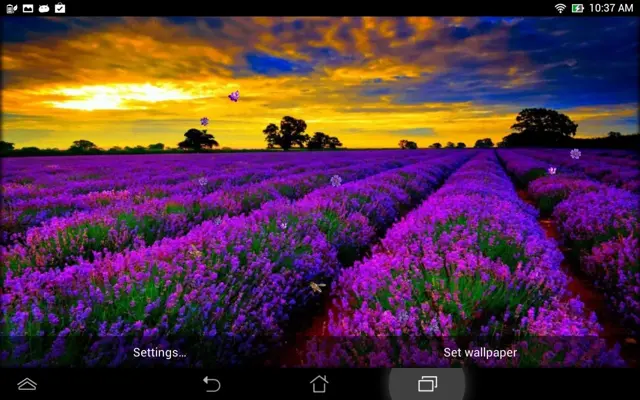 Lavender Live Wallpaper android App screenshot 0